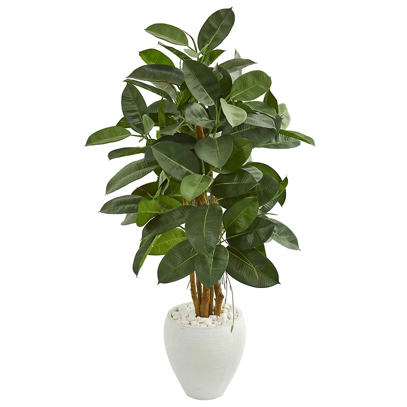 4.5ft. Rubber Tree in White Planter