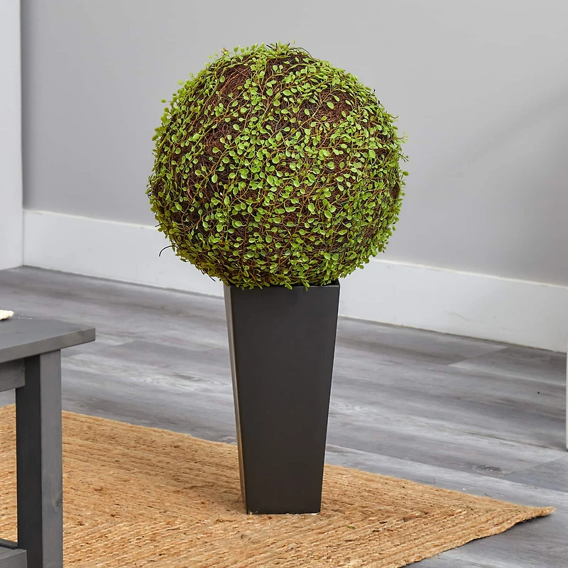 2.5ft. Mohlenbechia Ball in Black Tower Vase