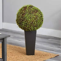 2.5ft. Mohlenbechia Ball in Black Tower Vase