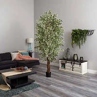 7.5ft. Potted Variegated Mini Ficus Tree