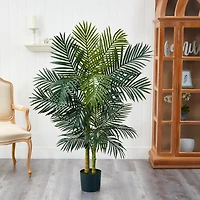 5ft. Potted Golden Cane Palm Tree