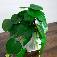 8" Mixed Greenery in Ceramic Planters Set