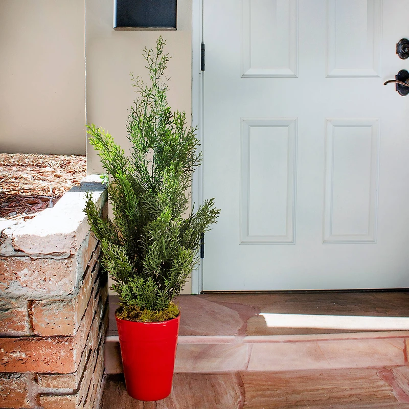 2ft. Mini Cedar Pine Tree in Red Cylinder Planter