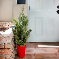 2ft. Mini Cedar Pine Tree in Red Cylinder Planter
