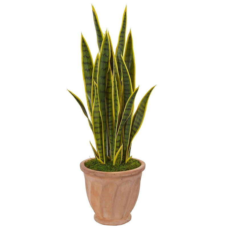 3ft. Snake Plant in Terracotta Planter