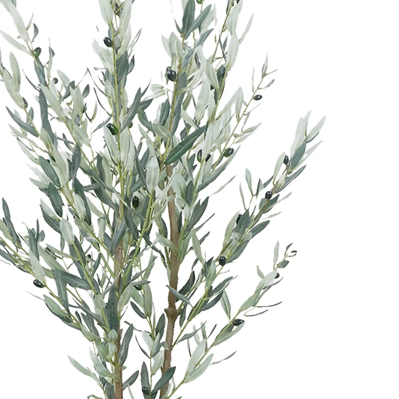 5.5ft. Potted Green Olive Tree by Ashland®