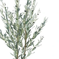 5.5ft. Potted Green Olive Tree by Ashland®