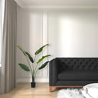 4ft. Potted Travellers Palm Tree