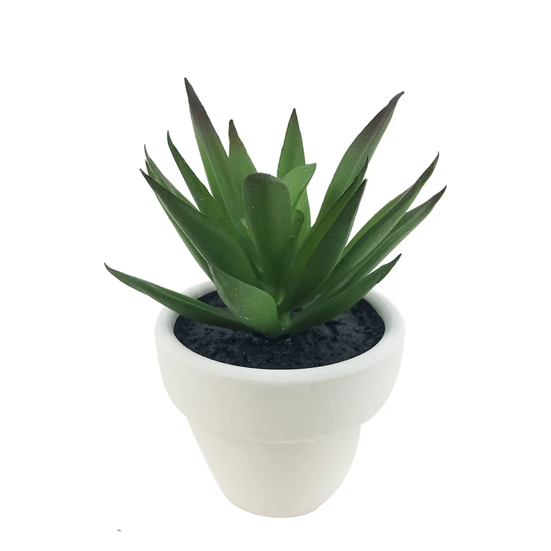 Assorted Micro Premade Succulent, 1pc. by Ashland®