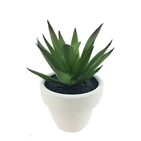 Assorted Micro Premade Succulent, 1pc. by Ashland®