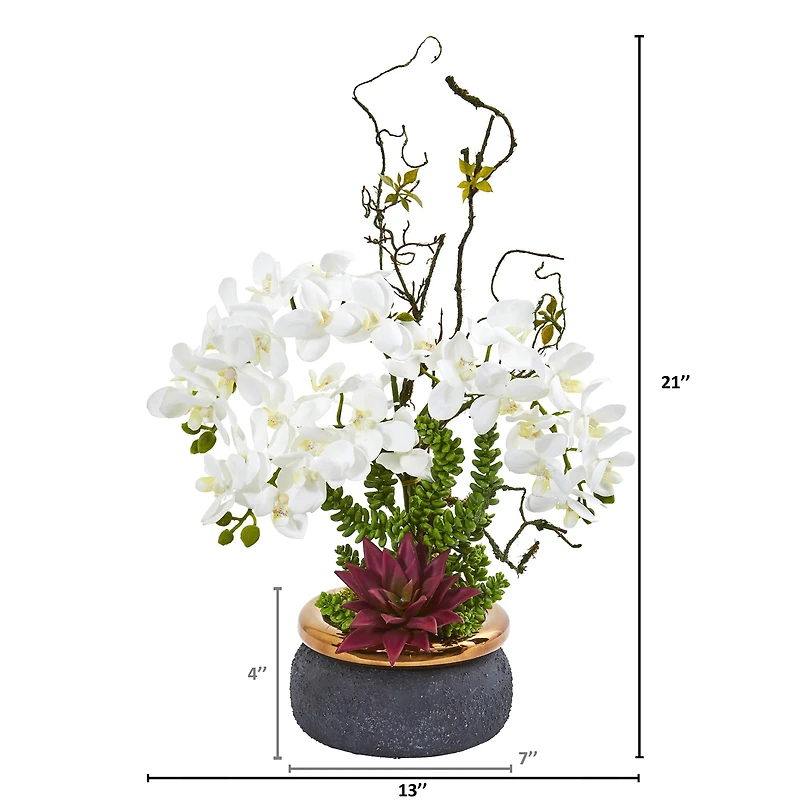 21" Potted Moth Orchid & Succulent Arrangement