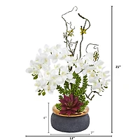 21" Potted Moth Orchid & Succulent Arrangement