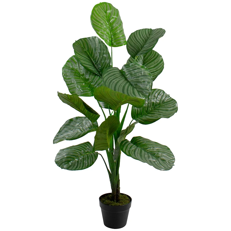 4ft. Potted Two Tone Green Calathea Floor Plant