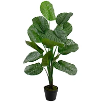 4ft. Potted Two Tone Green Calathea Floor Plant