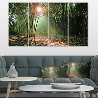 Designart - Amazing Green Forest at Sunset
