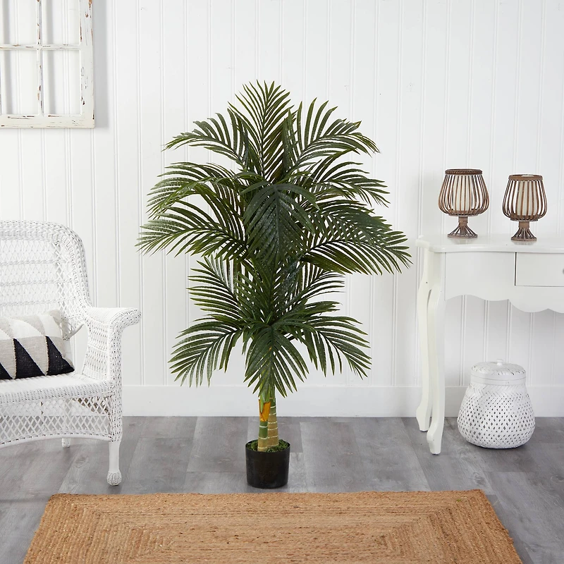 5.5ft. Potted Double Robellini Palm Tree