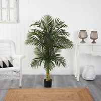 5.5ft. Potted Double Robellini Palm Tree