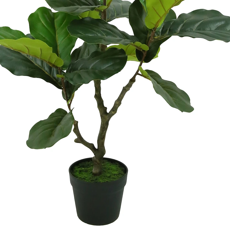 3ft. Potted Green Fiddle Leaf Fig Tree by Ashland®