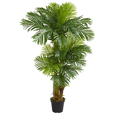 6ft. Potted Hawaii Palm