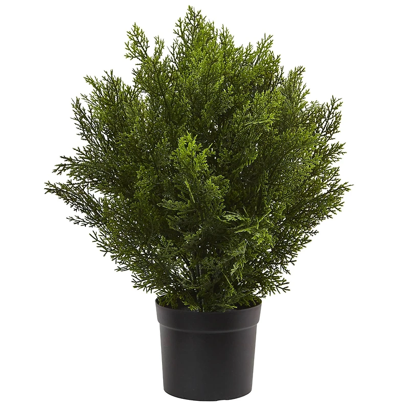 2ft. Potted Cedar Bush