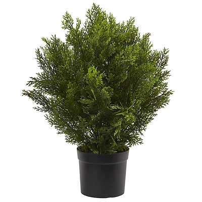 2ft. Potted Cedar Bush