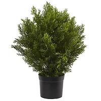 2ft. Potted Cedar Bush