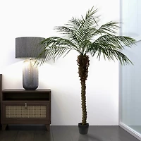 6ft. Potted Pheonix Palm Tree