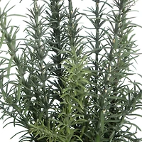19" Rosemary in Terra Cotta Pot by Ashland®