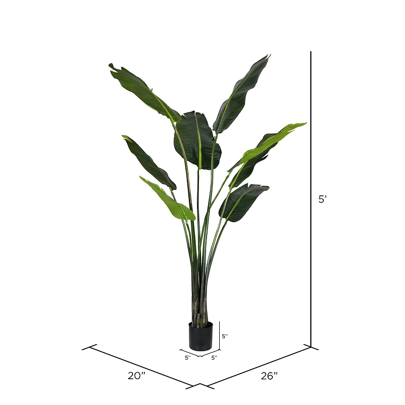 5ft. Potted Travellers Palm Tree
