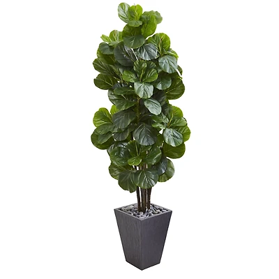 6ft. Fiddle Leaf Fig Tree in Slate Planter