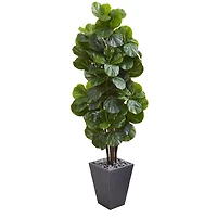 6ft. Fiddle Leaf Fig Tree in Slate Planter