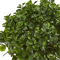 2.5ft. Peperomia Plant in Sand Stone Planter