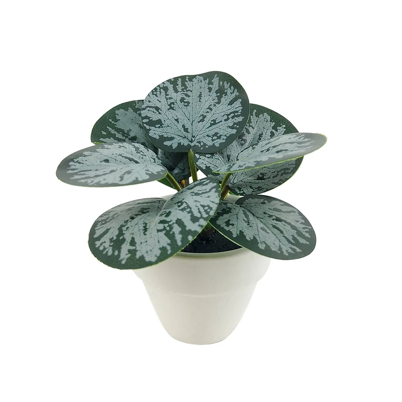 Assorted Micro Plant, 1pc. by Ashland®