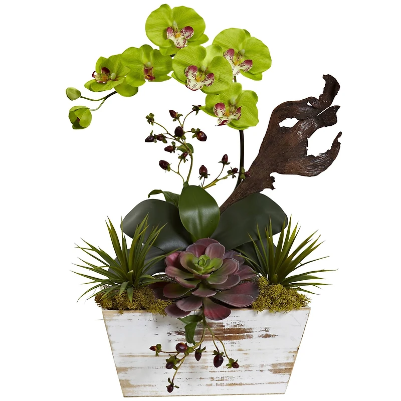 21" Green Orchid & Succulent Garden with Whitewashed Planter