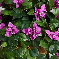 2.5ft. Bougainvillea in Woven Planter