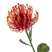 Tropical Needle Protea Spray by Ashland®