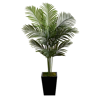 5ft. Paradise Palm Tree in Black Metal Planter