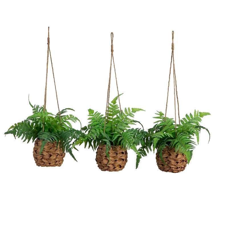 10" UV-Resistant Boston Ferns in Hanging Wicker Baskets, 3ct.