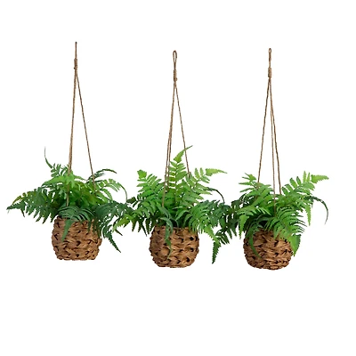 10" UV-Resistant Boston Ferns in Hanging Wicker Baskets, 3ct.