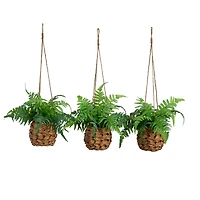 10" UV-Resistant Boston Ferns in Hanging Wicker Baskets, 3ct.