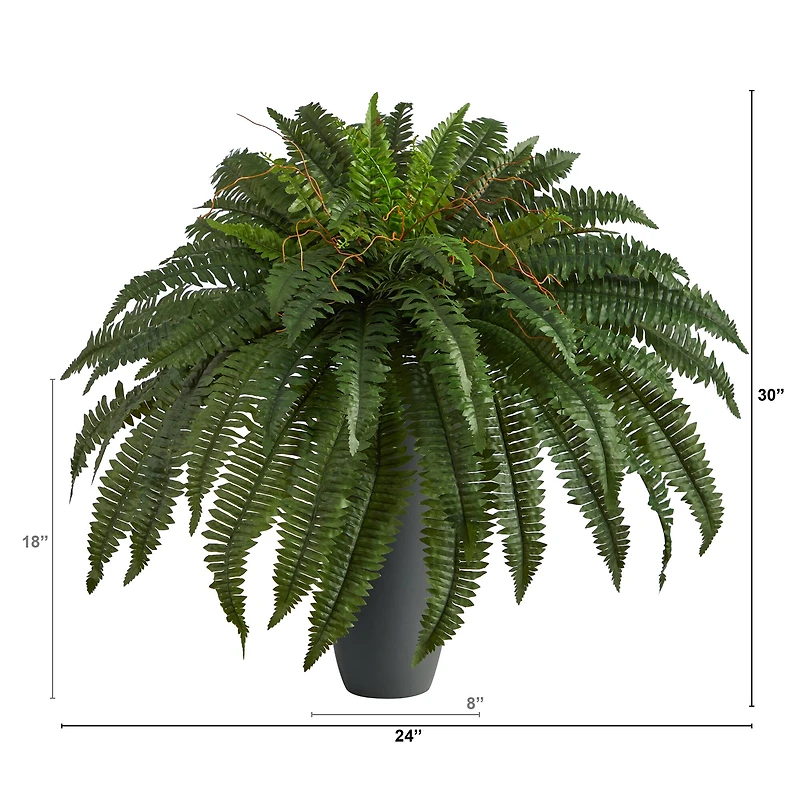 2.5ft. Boston Fern Plant in Gray Planter