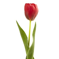 Red Tulip Stems, 8ct.