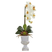 2ft. Phalaenopsis Orchid & Succulent Arrangement in Urn