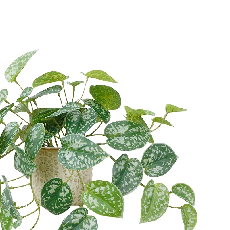 11" Silver Satin Pothos in Ceramic Pot by Ashland®