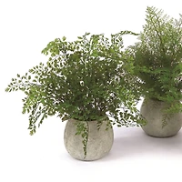 14" Potted Fern Plant in Gray Pot Set