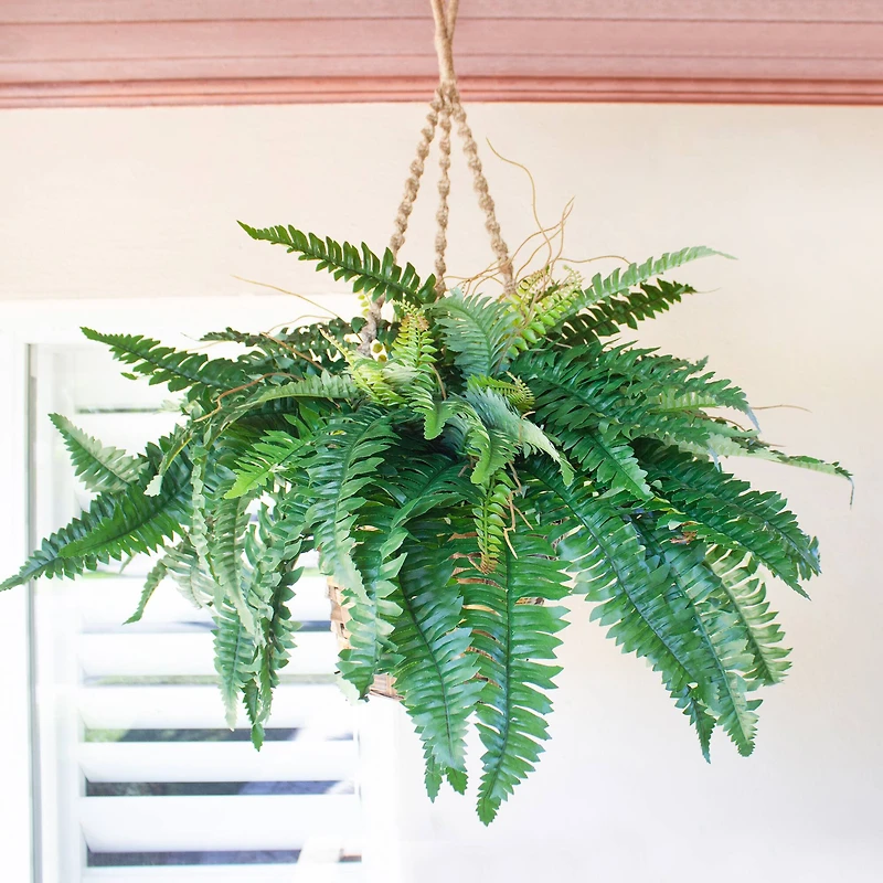 29" Boston Fern in Hanging Basket