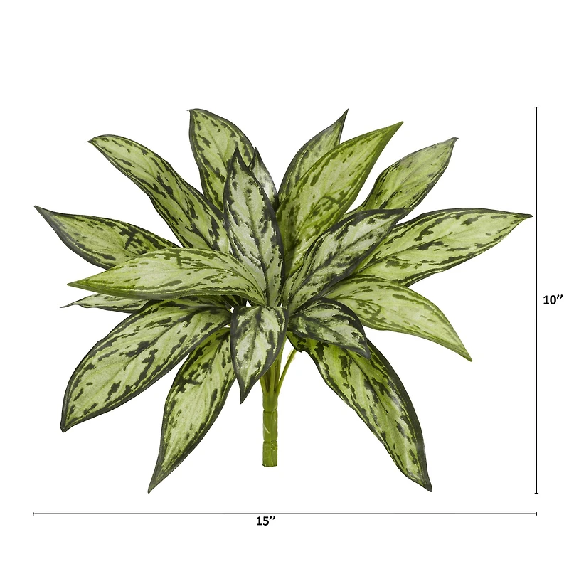 Silver Queen Plant, 6ct.