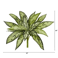 Silver Queen Plant, 6ct.