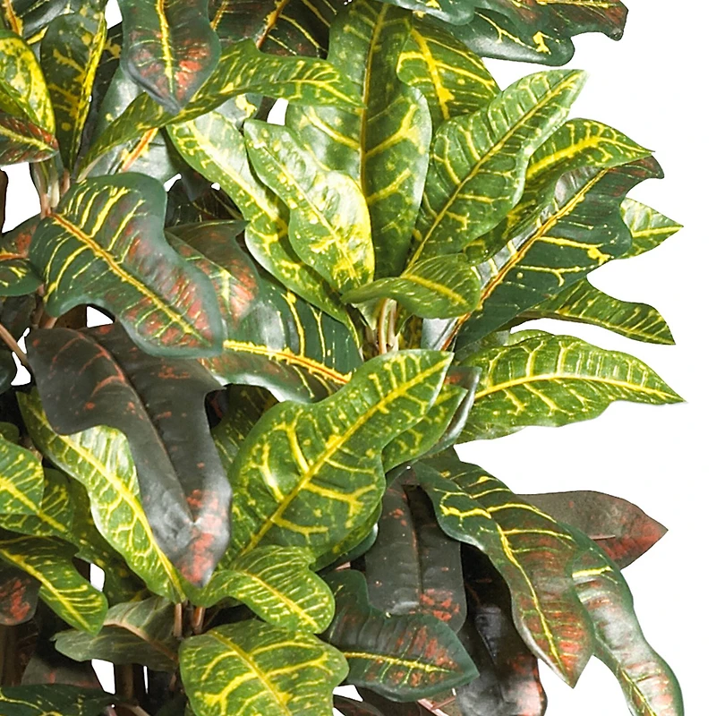 3ft. Potted Croton Tree