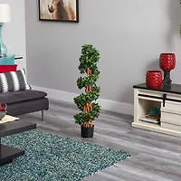 3.5ft. Potted English Ivy Spiral Tree